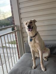 Lost Female Dog last seen Portland , Portland, TN 37148
