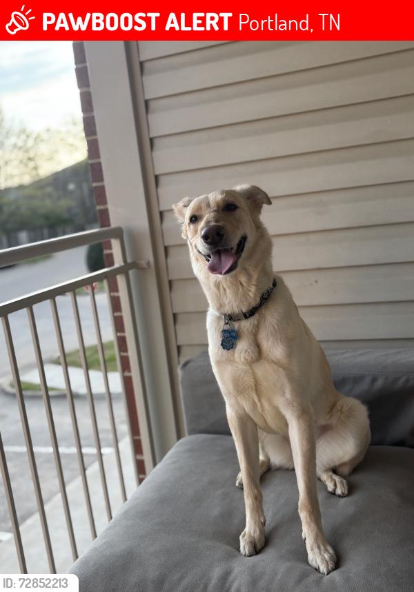 Lost Female Dog last seen Portland , Portland, TN 37148