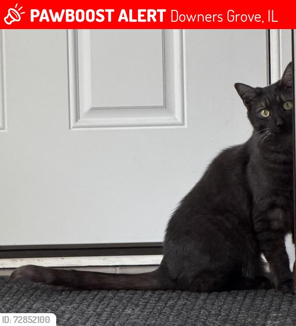 Lost Male Cat last seen A block south of Pierce Downer Elementary school, last seen heading west, Downers Grove, IL 60515