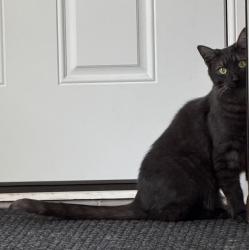 Lost Male Cat last seen A block south of Pierce Downer Elementary school, last seen heading west, Downers Grove, IL 60515