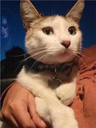 Lost Male Cat last seen El rancho way, Costco parking lot, Salinas, CA 93907