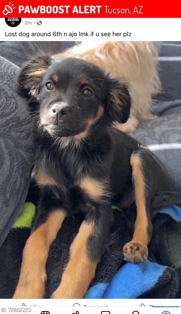 Lost Female Dog last seen 6th and Ajo, Tucson, AZ 85714
