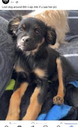 Lost Female Dog last seen 6th and Ajo, Tucson, AZ 85714