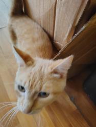 Lost Male Cat last seen Chelsea Street , Moore, SC 29369