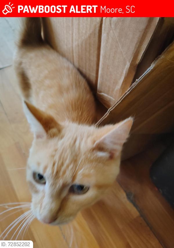 Lost Male Cat last seen Chelsea Street , Moore, SC 29369