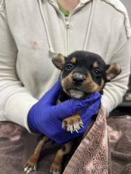 Shelter Stray Male Dog last seen Memphis, TN 38134, Bartlett, TN 38134