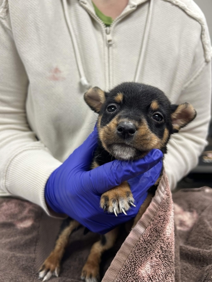 Shelter Stray Male Dog last seen Memphis, TN 38134, Bartlett, TN 38134
