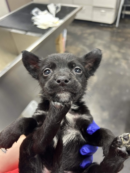 Shelter Stray Female Dog last seen Memphis, TN 38134, Bartlett, TN 38134