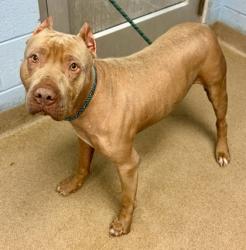 Shelter Stray Male Dog last seen Near Browns Mill Lake Rd, Lithonia, GA 30038, 30038, GA, Atlanta, GA 30341