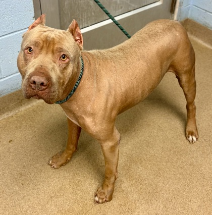 Shelter Stray Male Dog last seen Near Browns Mill Lake Rd, Lithonia, GA 30038, 30038, GA, Atlanta, GA 30341
