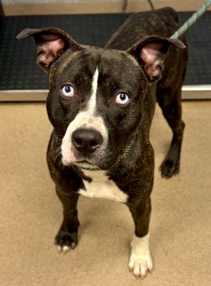 Shelter Stray Male Dog last seen Near Galleon Crossing, 30035, GA, Atlanta, GA 30341