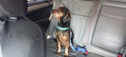 Lost Male Dog last seen West ponkan , west kelly park, Apopka, FL 32712