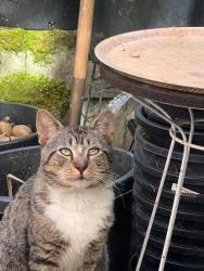 Shelter Stray Male Cat last seen Near GREENWOOD AVE N, Seattle, WA, Seattle, WA 98119