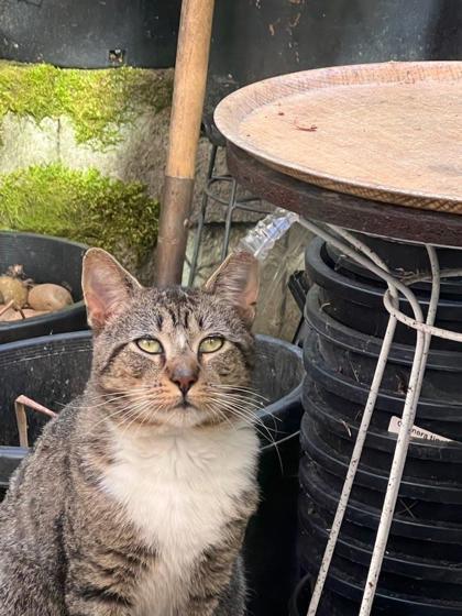 Shelter Stray Male Cat last seen Near GREENWOOD AVE N, Seattle, WA, Seattle, WA 98119