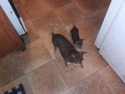 Lost Male Dog last seen Crossroads parkway, Gulfport, MS 39503