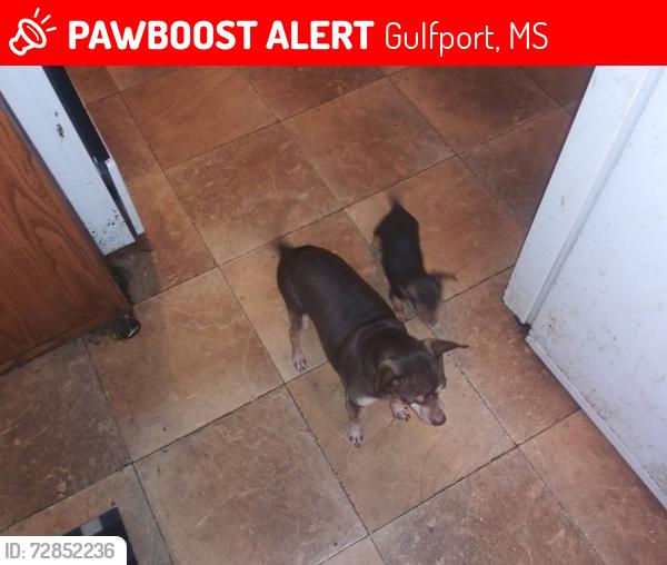 Lost Male Dog last seen Crossroads parkway, Gulfport, MS 39503
