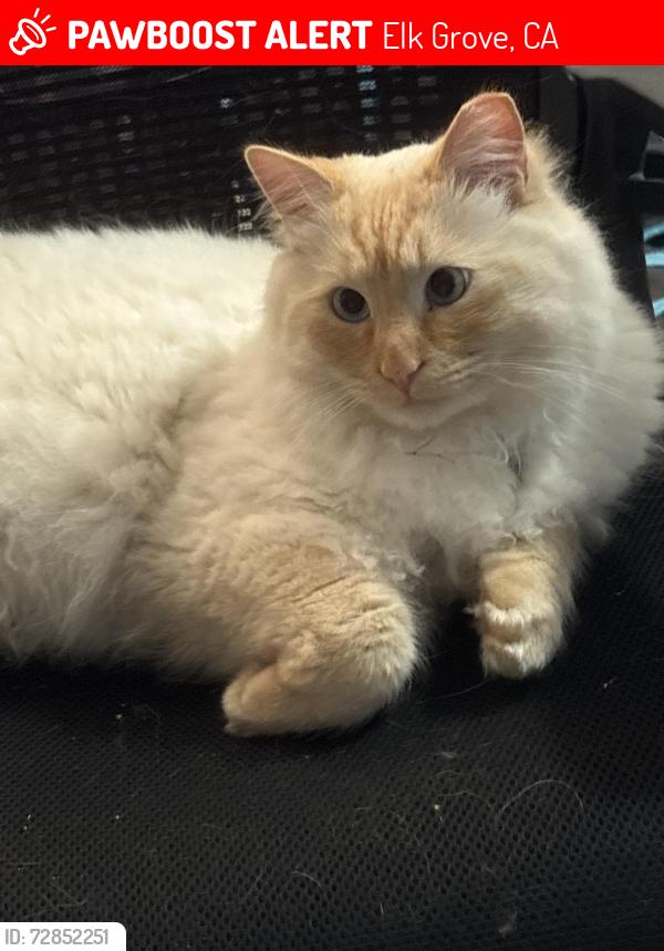 Lost Male Cat last seen Freitag Way & San Marino Ct., Elk Grove, CA 95758