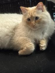 Lost Male Cat last seen Freitag Way & San Marino Ct., Elk Grove, CA 95758
