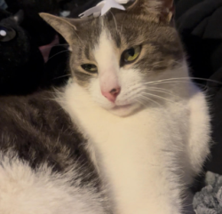 Lost Male Cat last seen island ave, San Diego, CA 92101