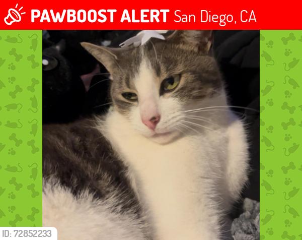 Lost Male Cat last seen island ave, San Diego, CA 92101