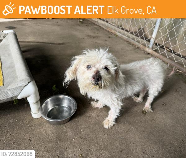 Found/Stray Male Dog last seen Consumes blvd Elk Grove, Elk Grove, CA 95823