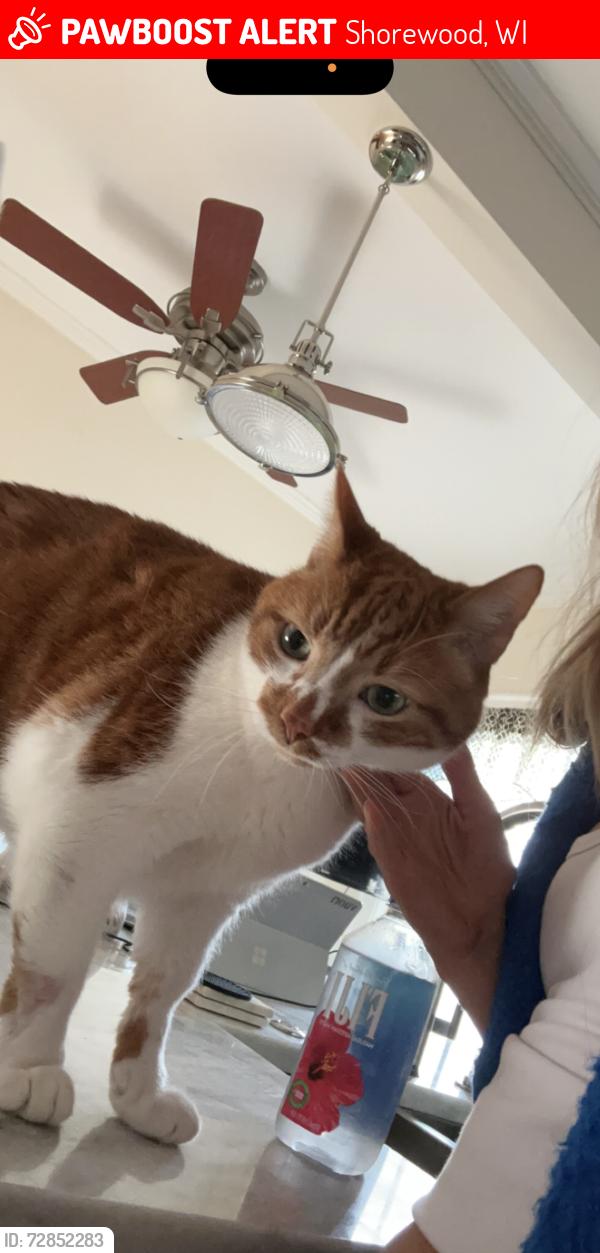 Lost Male Cat last seen capital and prospect. near lake drive , Shorewood, WI 53211