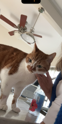 Lost Male Cat last seen capital and prospect. near lake drive , Shorewood, WI 53211