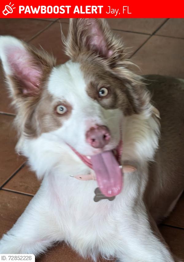 Lost Female Dog last seen Chumuckla Springs Rd and Howell Pit Rd. running  towards Bell Creek Rd., Jay, FL 32565