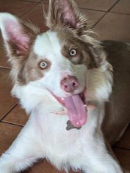 Lost Female Dog last seen Chumuckla Springs Rd and Howell Pit Rd. running  towards Bell Creek Rd., Jay, FL 32565