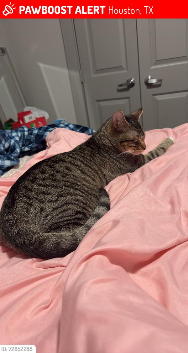 Lost Male Cat last seen Near n broadway , Houston, TX 77034