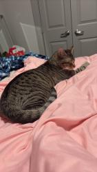 Lost Male Cat last seen Near n broadway , Houston, TX 77034