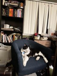 Lost Male Cat last seen Stage college and Romenya , Anaheim, CA 92805