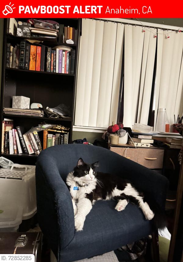 Lost Male Cat last seen Stage college and Romenya , Anaheim, CA 92805