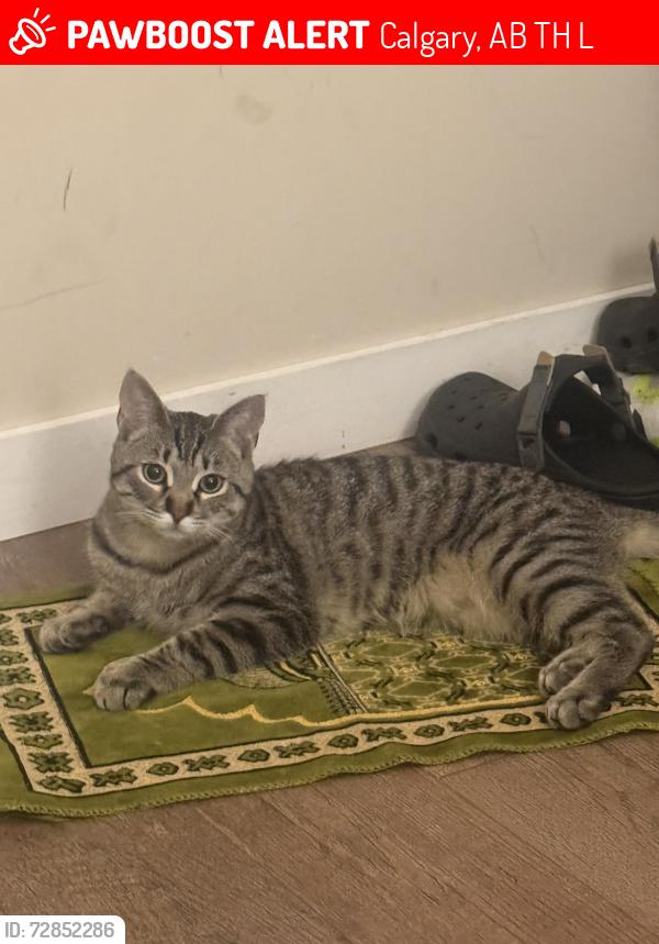 Lost Male Cat last seen Near springbank blvd sw, Calgary, AB T3H 4L9
