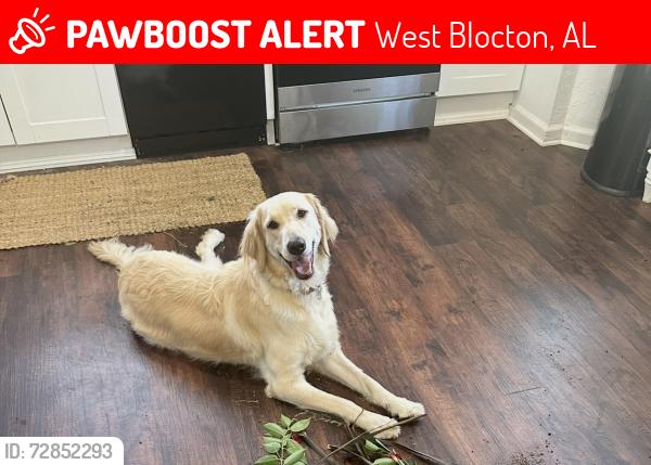 Lost Female Dog last seen Cahaba River, West Blocton, AL 35184