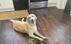 Lost Female Dog last seen Cahaba River, West Blocton, AL 35184