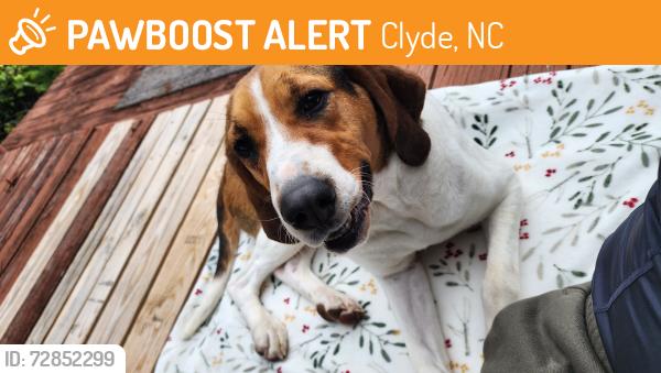 Found/Stray Female Dog last seen Hyder mountain road, Clyde, NC 28721