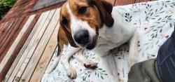 Found/Stray Female Dog last seen Hyder mountain road, Clyde, NC 28721