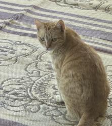 Found/Stray Unknown Cat last seen Near Campo Verde High School in Gilbert, AZ, Gilbert, AZ 85297