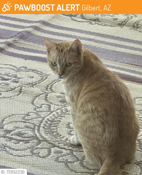 Found/Stray Unknown Cat last seen Near Campo Verde High School in Gilbert, AZ, Gilbert, AZ 85297