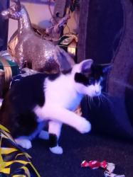 Lost Female Cat last seen Bogner regis, Bognor Regis, England 