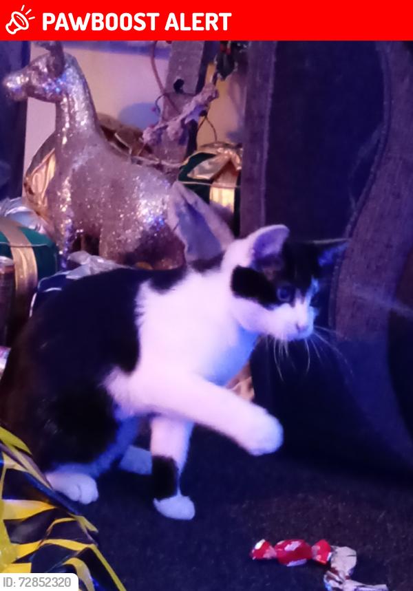 Lost Female Cat last seen Bogner regis, Bognor Regis, England 