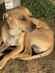 Found/Stray Male Dog last seen Tasso Rd, Cleveland, TN 37312