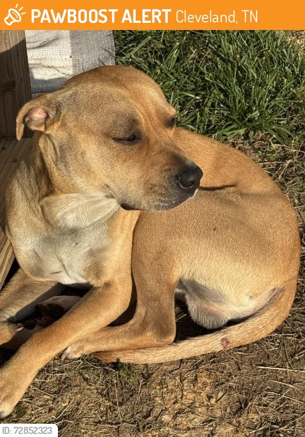 Found/Stray Male Dog last seen Tasso Rd, Cleveland, TN 37312