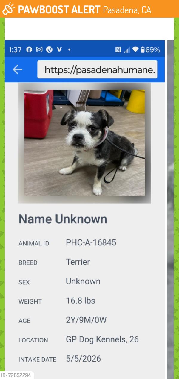 Found/Stray Unknown Dog last seen 2nd and Camino Real. Arcadia, Pasadena, CA 91101