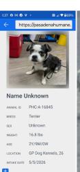 Found/Stray Unknown Dog last seen 2nd and Camino Real. Arcadia, Pasadena, CA 91101