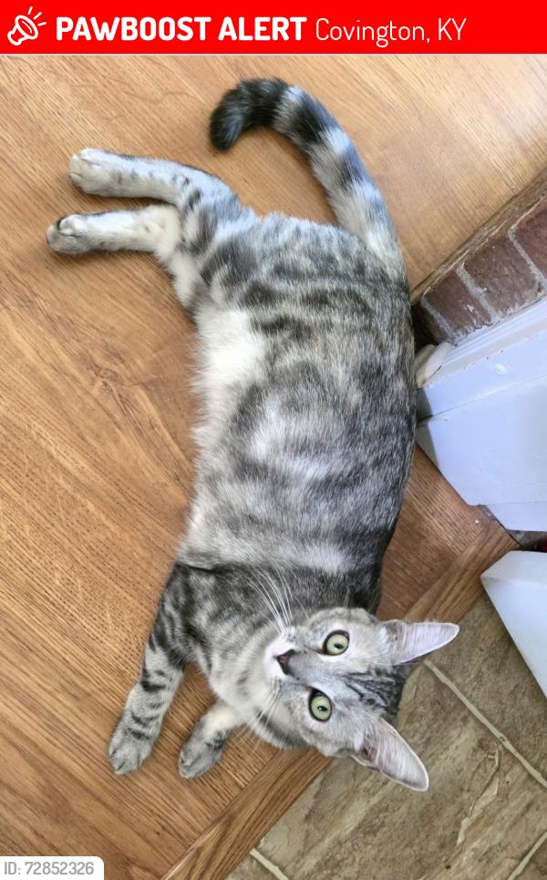 Lost Female Cat last seen Tower, Monte Casino neighborhood , Covington, KY 41011