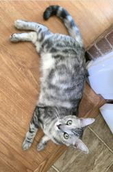 Lost Female Cat last seen Tower, Monte Casino neighborhood , Covington, KY 41011