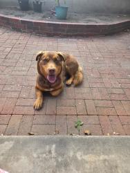 Found/Stray Female Dog last seen Paramount and Del Amo. North Long Beach, Ca / Lakewood, Lakewood, CA 90712