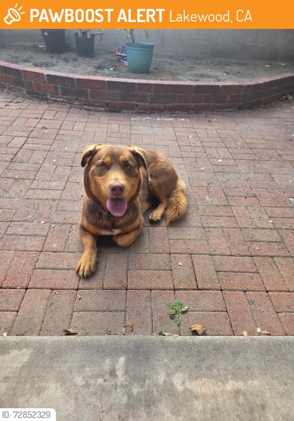 Found/Stray Female Dog last seen Paramount and Del Amo. North Long Beach, Ca / Lakewood, Lakewood, CA 90712